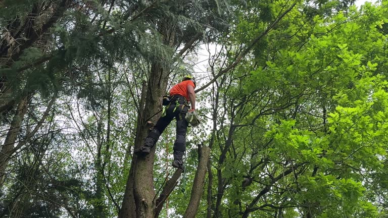 Best Lawn Dethatching  in USA